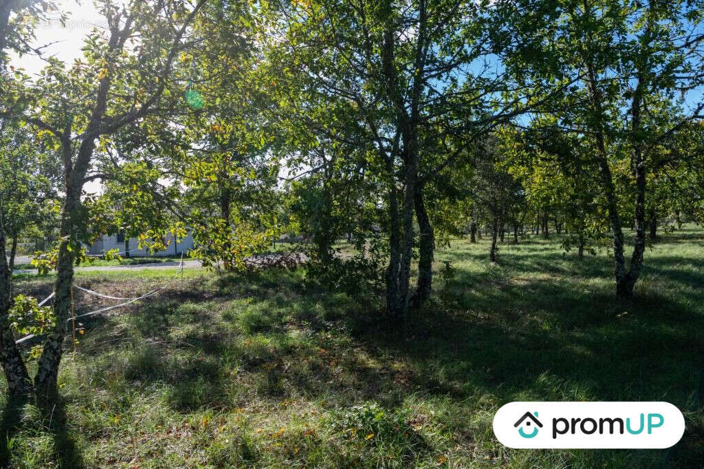 Terrain à LALBENQUE