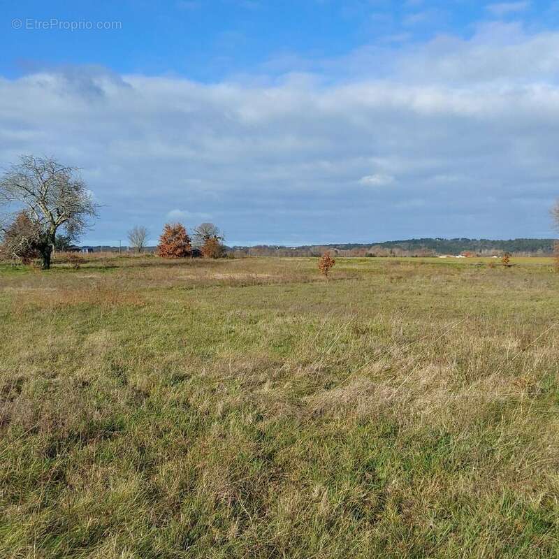 Photo 5 - Terrain à SAINT-MEDARD-DE-MUSSIDAN