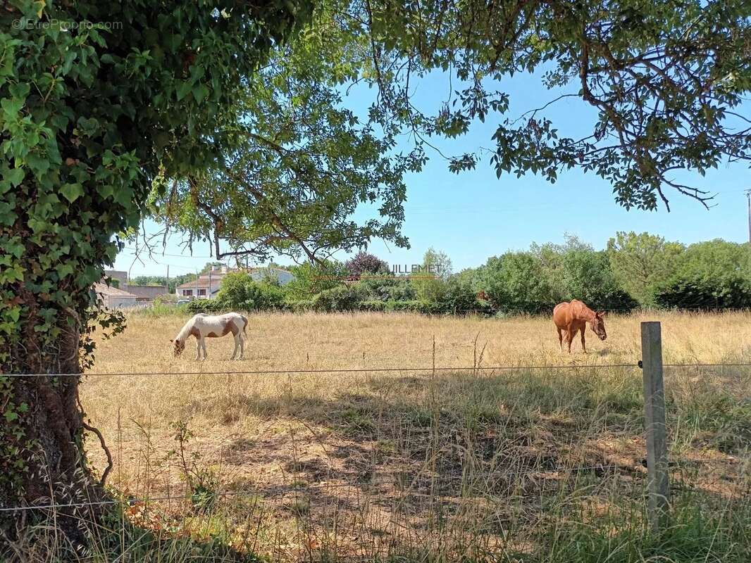 Terrain à SAINT-SAVINIEN