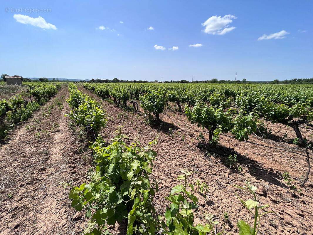 Terrain à SAINT-ANDRE-DE-SANGONIS