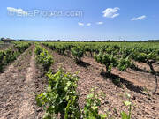 Terrain à SAINT-ANDRE-DE-SANGONIS