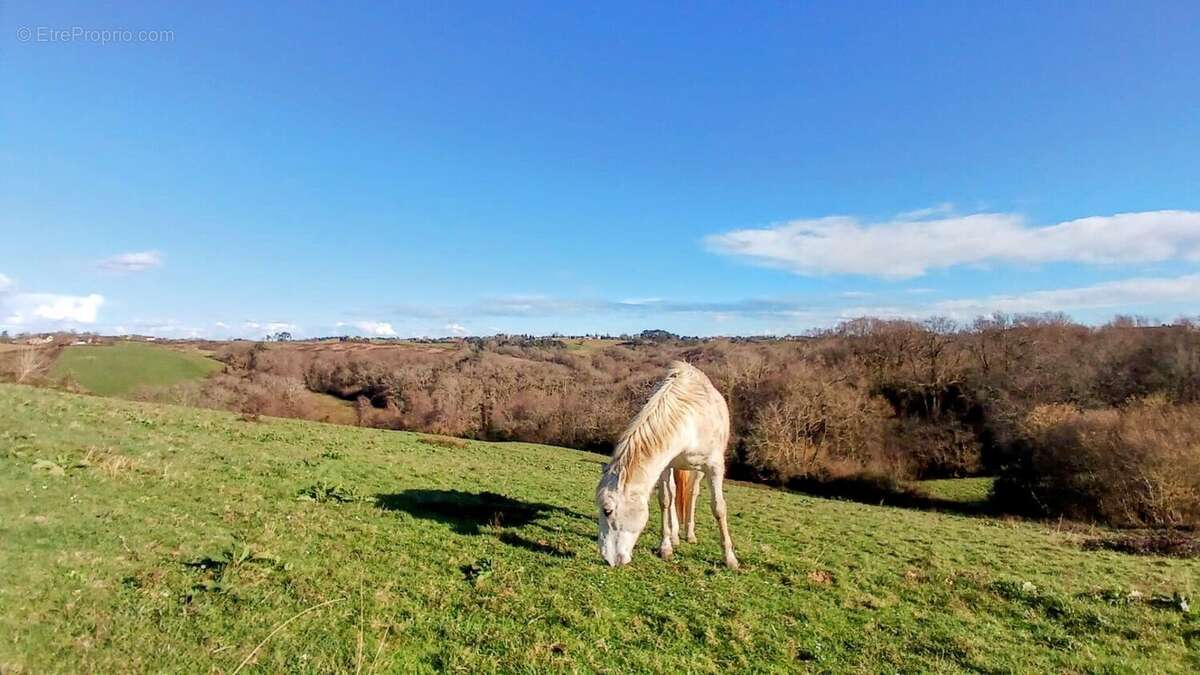 Ferme landaise rénovée + dépendances sur 2 hectares - photo 2