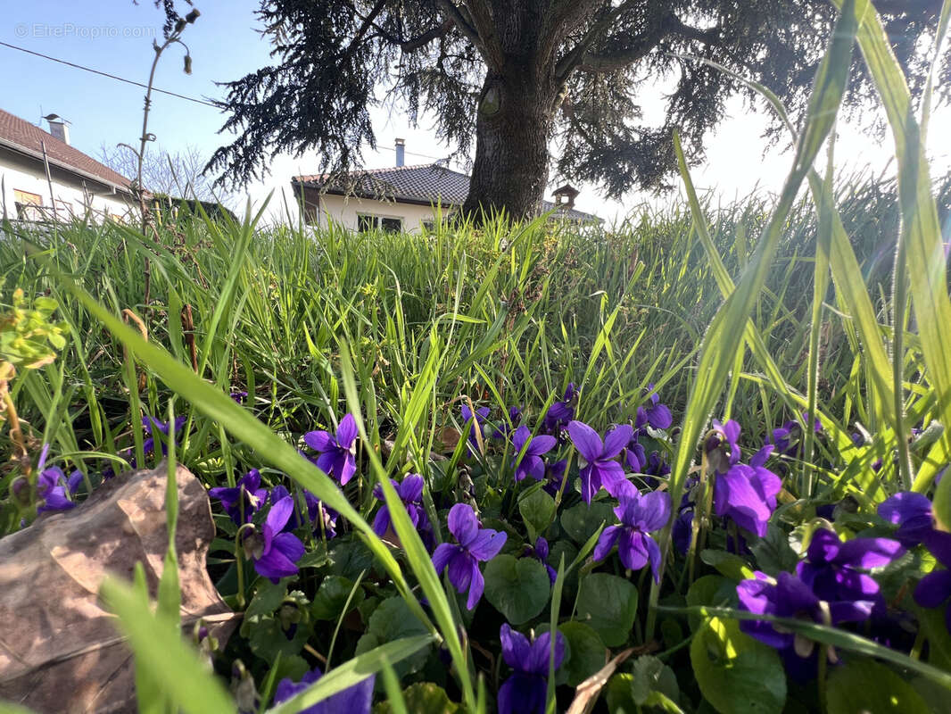 Maison à SAINT-LOUIS