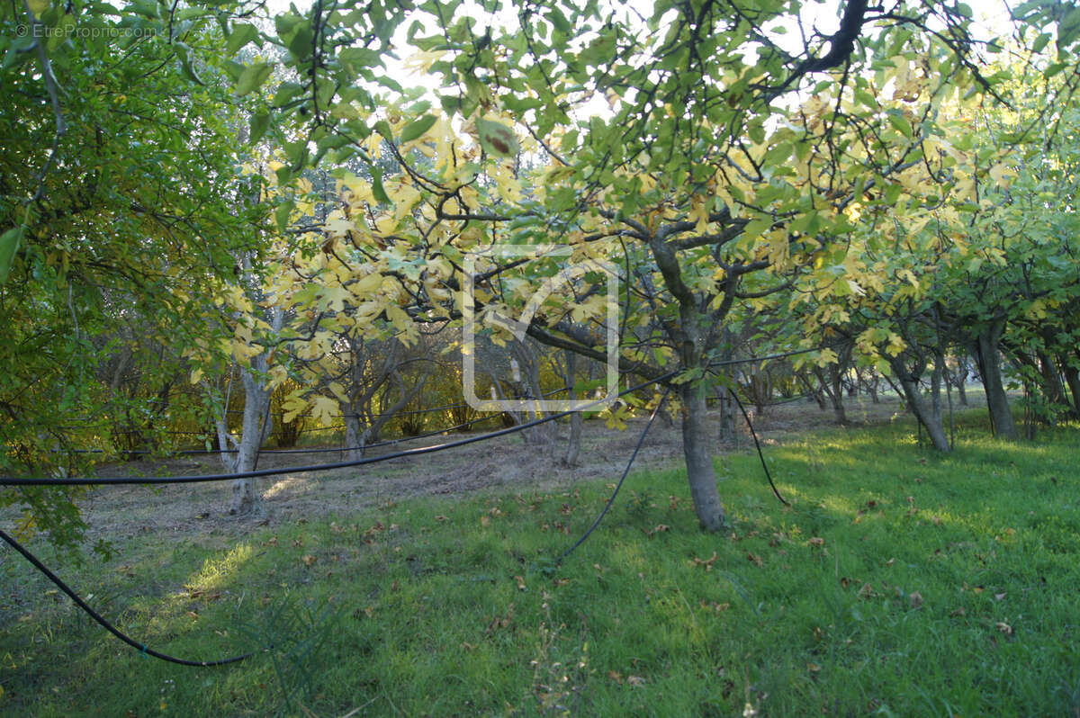 Terrain à SAINT-RESTITUT