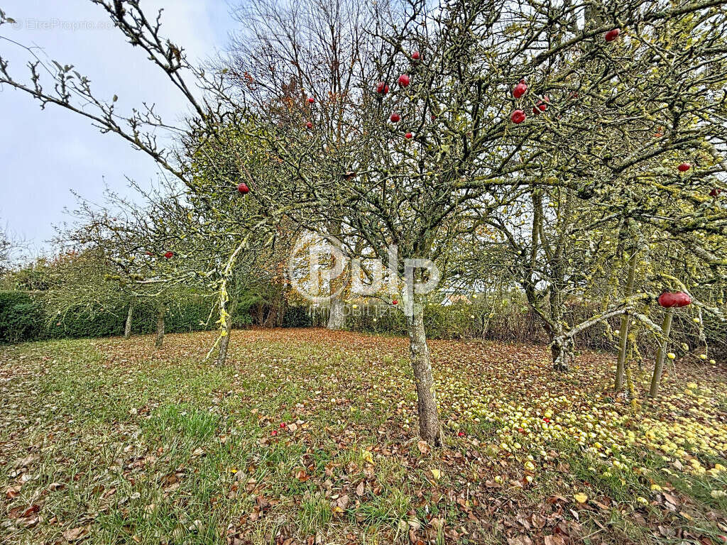 Maison à VIEIL-HESDIN