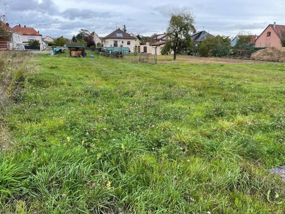 Terrain à ISSENHEIM