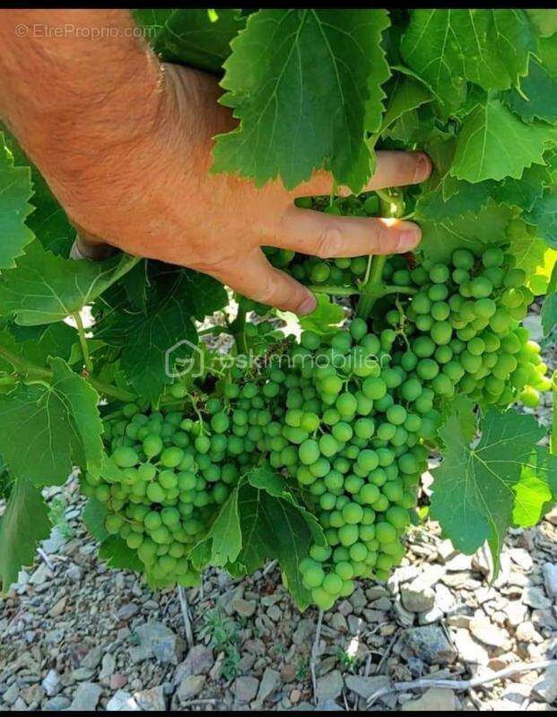 Terrain à BANYULS-SUR-MER