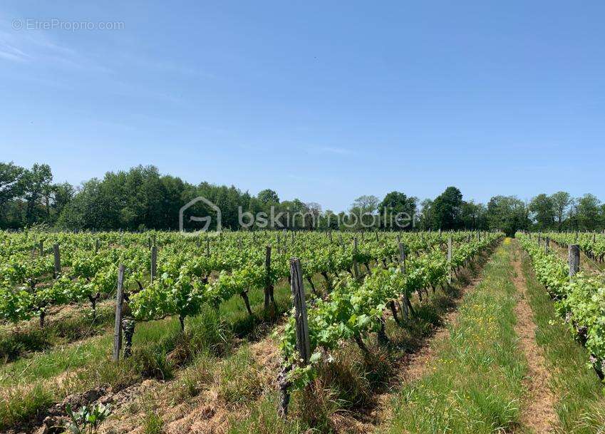 Proche Eauze - Propriété viticole de 25ha - photo 4