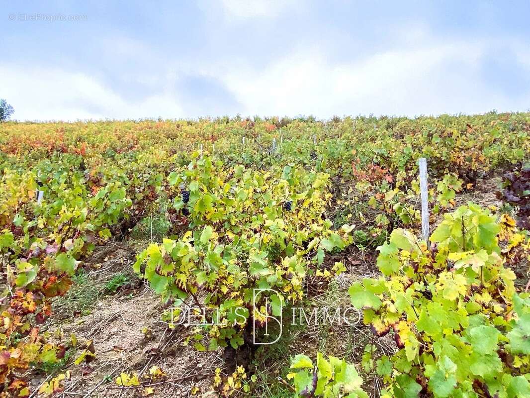 Terrain à FLEURIE