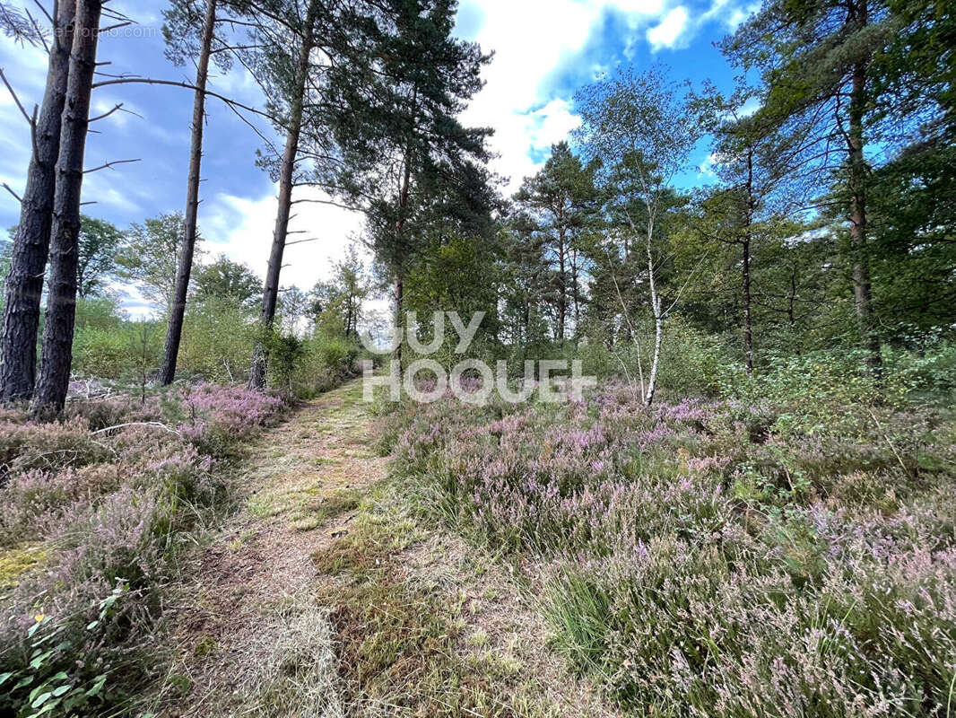 Terrain à LAMOTTE-BEUVRON