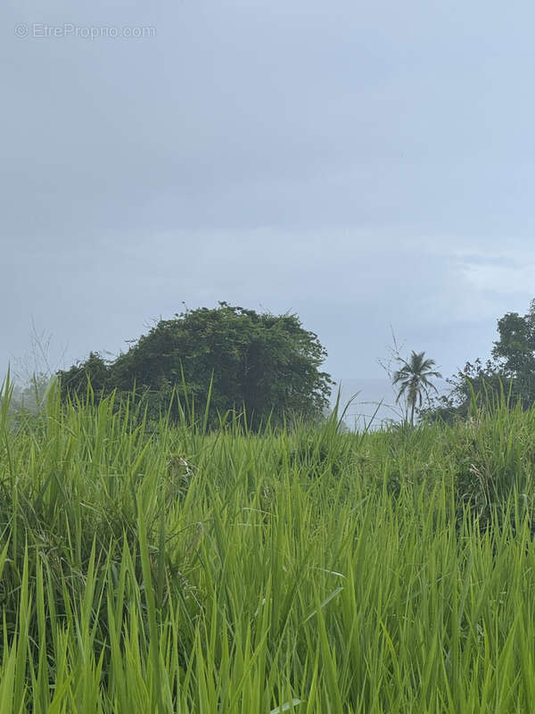 Terrain à CAPESTERRE-BELLE-EAU