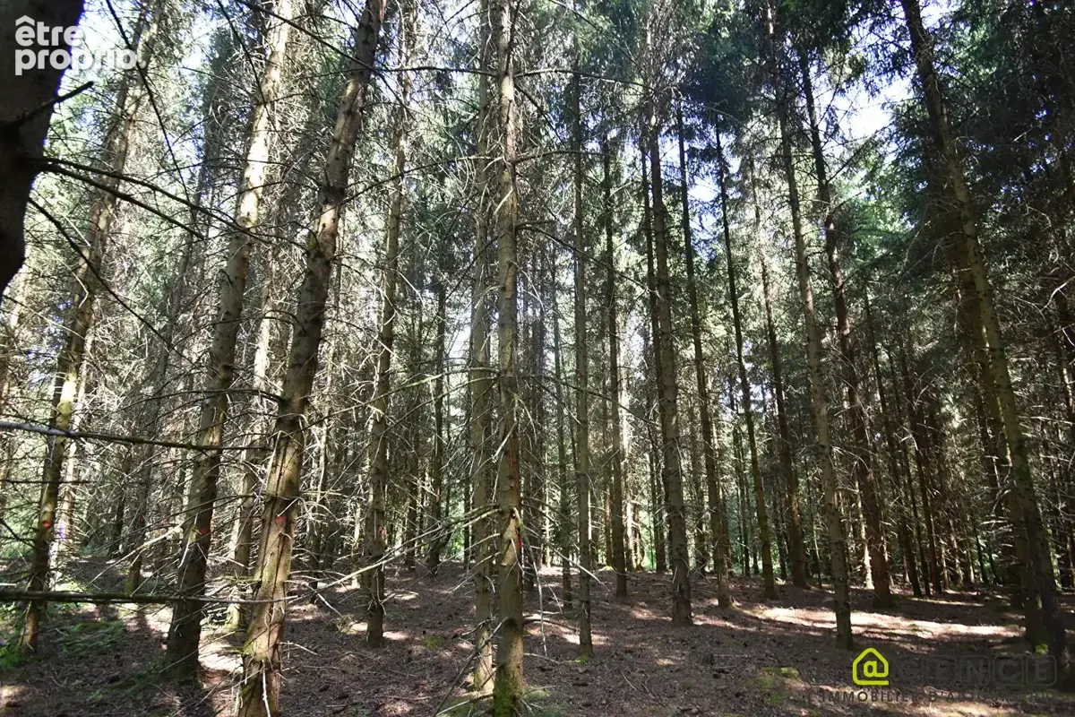 Parcelle forestière Anould 5420 m2 - photo 16