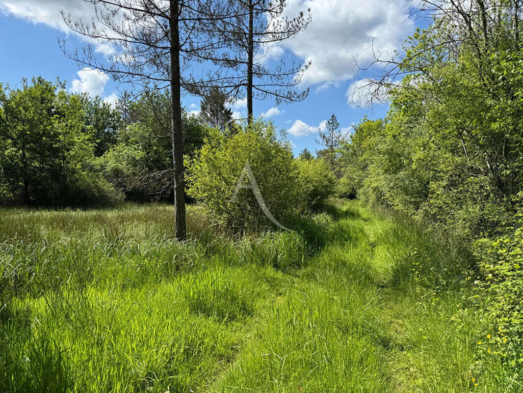 Terrain à LA FERTE-IMBAULT