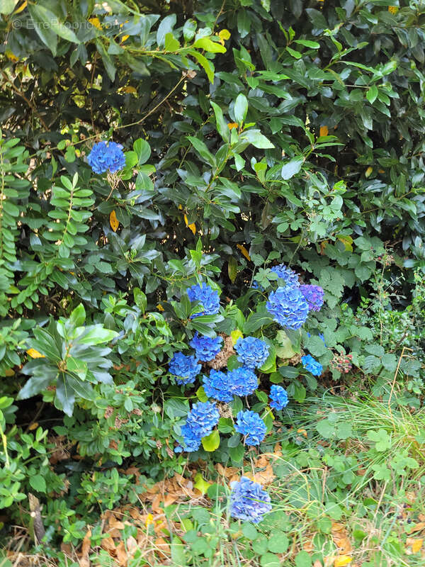 Maison à TREBEURDEN