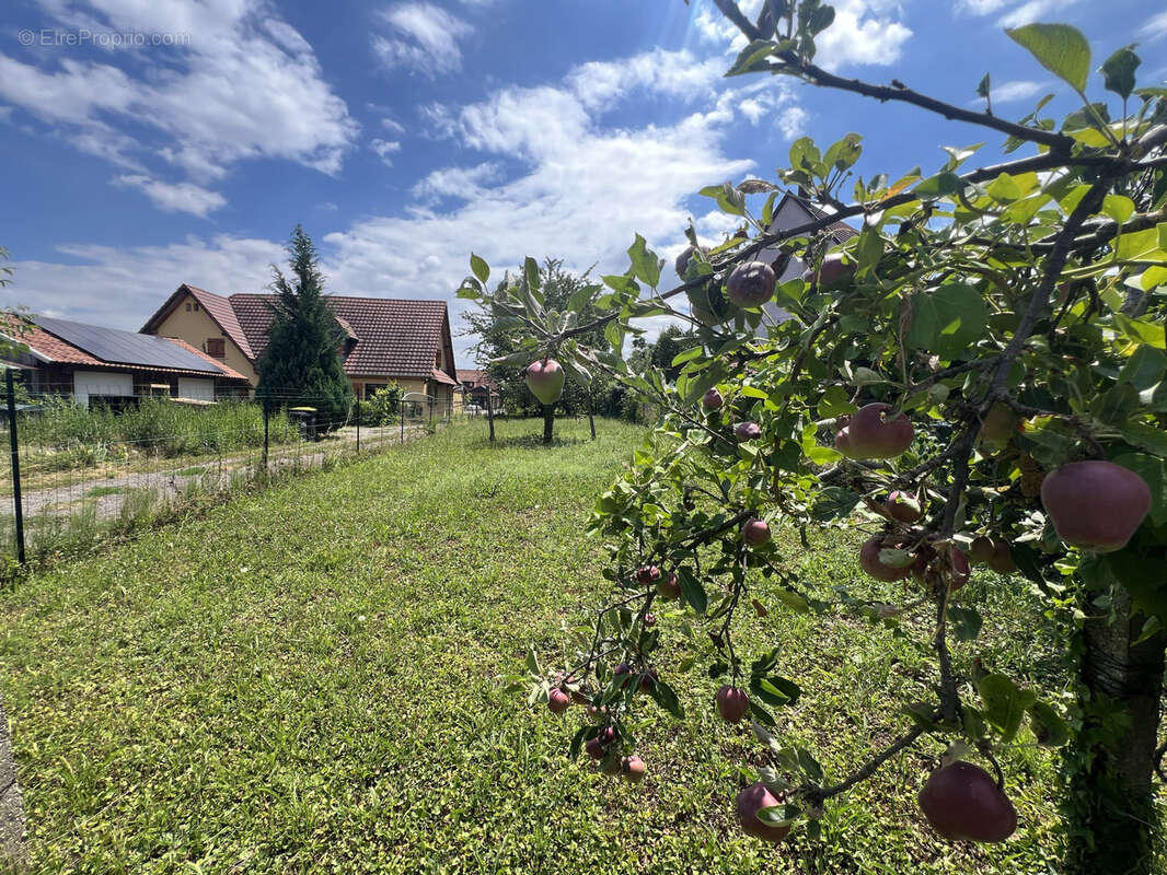 Terrain à WILLGOTTHEIM