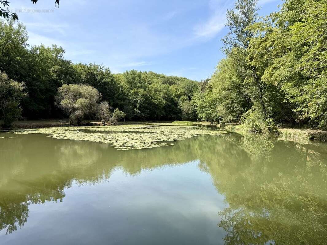 Propriété de caractère ade 20 hectares avec maison principale, maison d'amis, piscine, étang et cadre naturel - photo 4