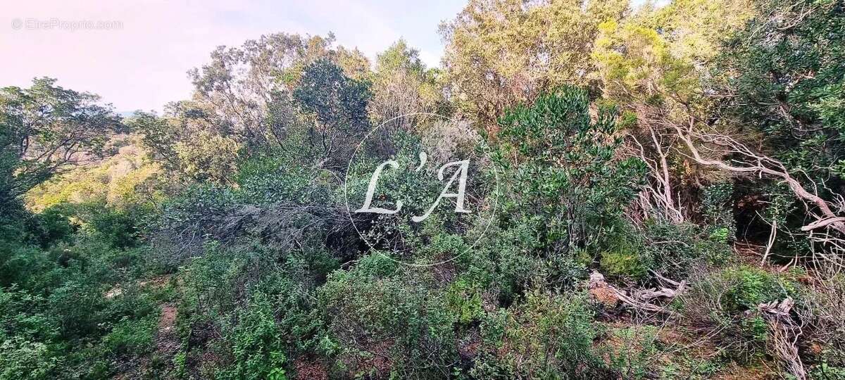 Terrain à COTI-CHIAVARI