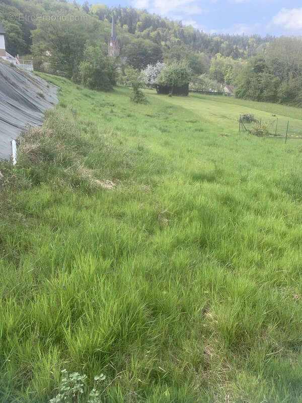 Terrain à REINHARDSMUNSTER