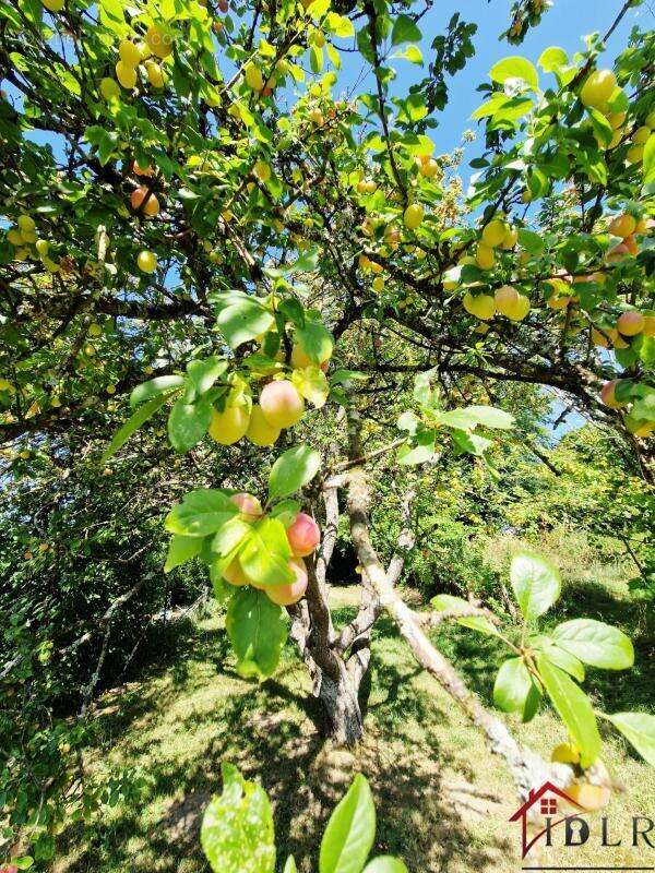 Maison à TERRE-NATALE