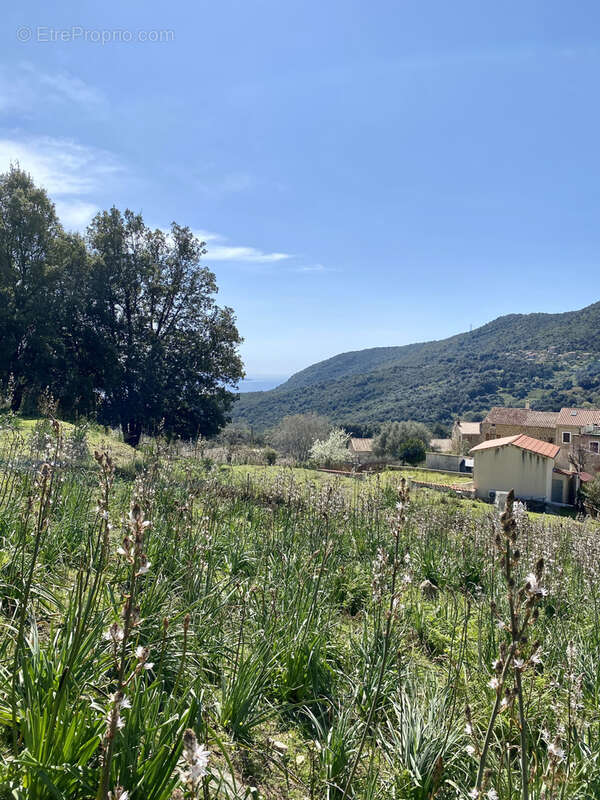 Terrain à PROPRIANO