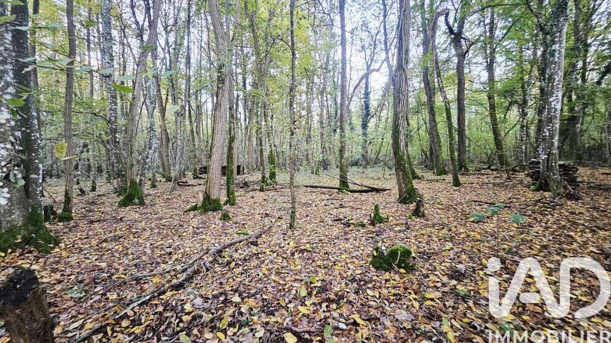 Photo 2 - Terrain à SAINT-HILAIRE-SAINT-MESMIN