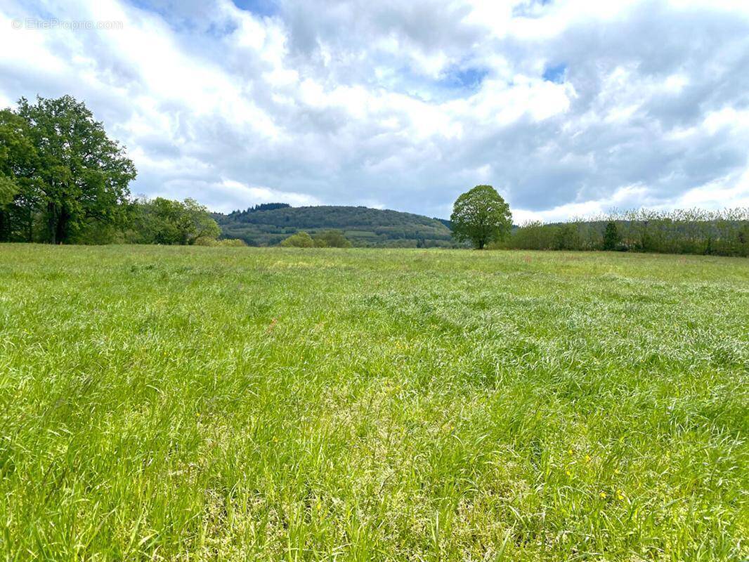 Terrain à SAINT-AMOUR