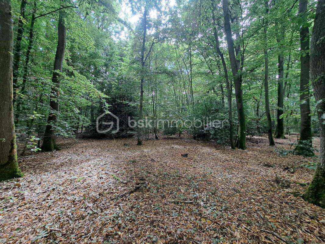 Maison au cœur d'une parcelle boisée – Coup de cœur assuré ! - photo 6