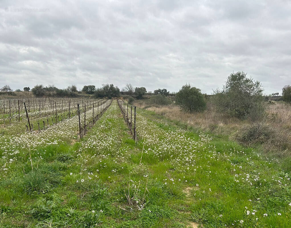 Autre à THEZAN-LES-BEZIERS