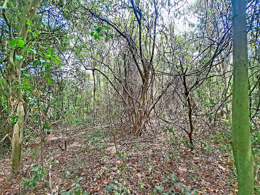 Terrain à LE ROBERT