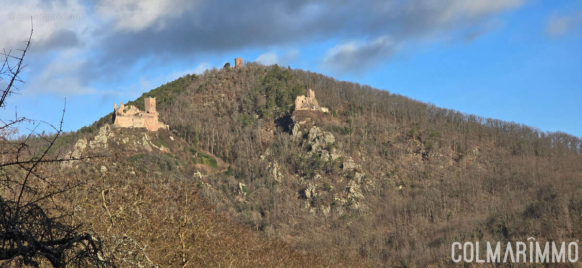 Appartement à RIBEAUVILLE