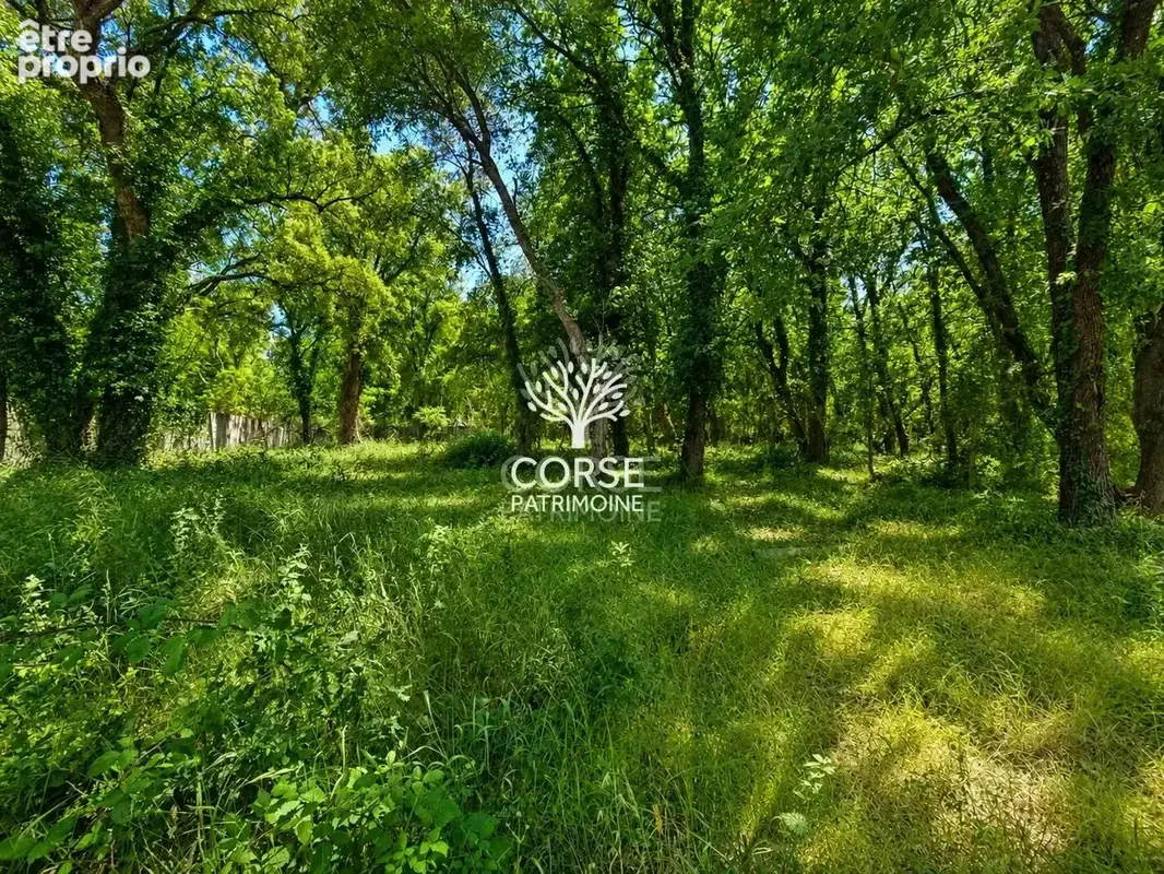Terrain plat constructible 2500 m2 Migliacciaru - photo 4