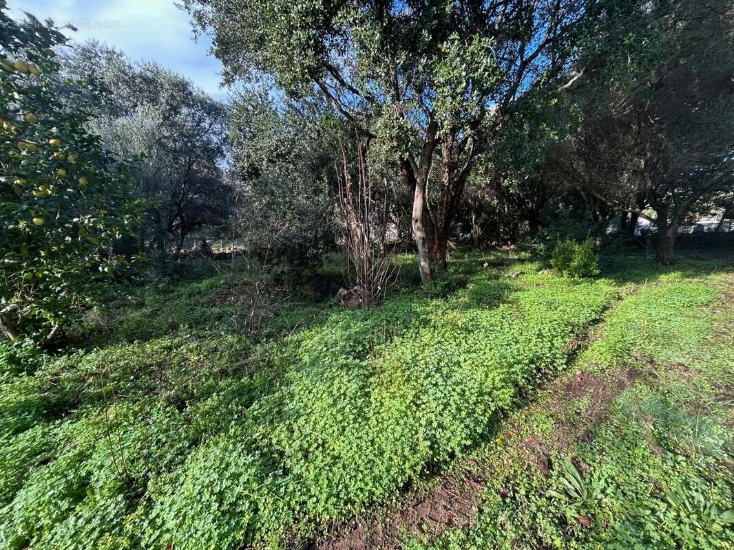 Terrain à PIETRACORBARA