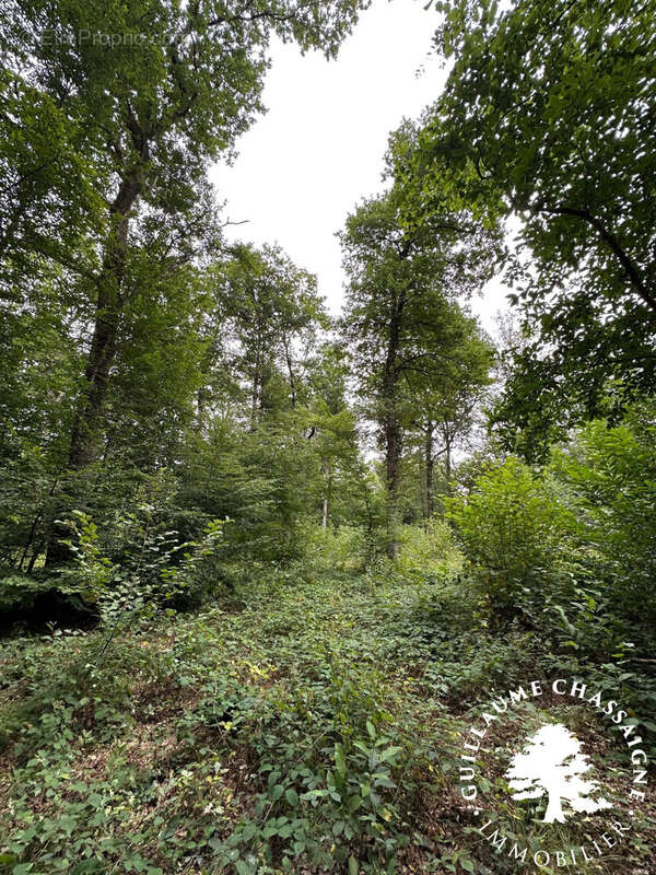 Terrain à SAINT-AMAND-MONTROND