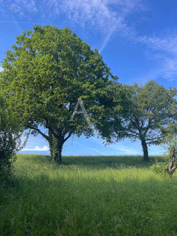 Lescure D'Albigeois. Terrain de 2981 m² constructible - photo 2