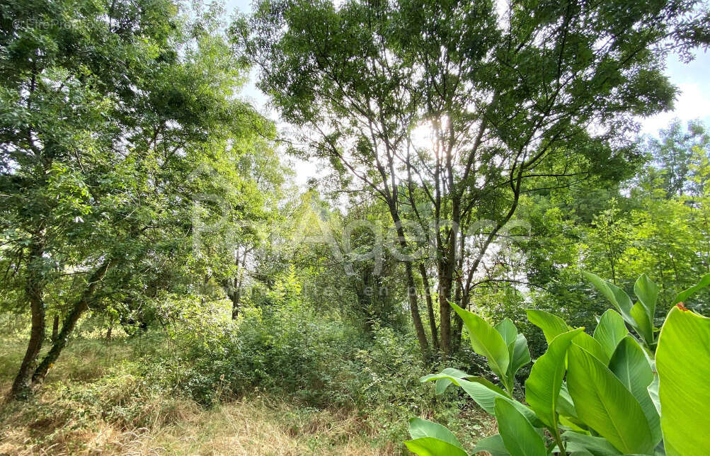 Terrain à SAINT-PALAIS-SUR-MER