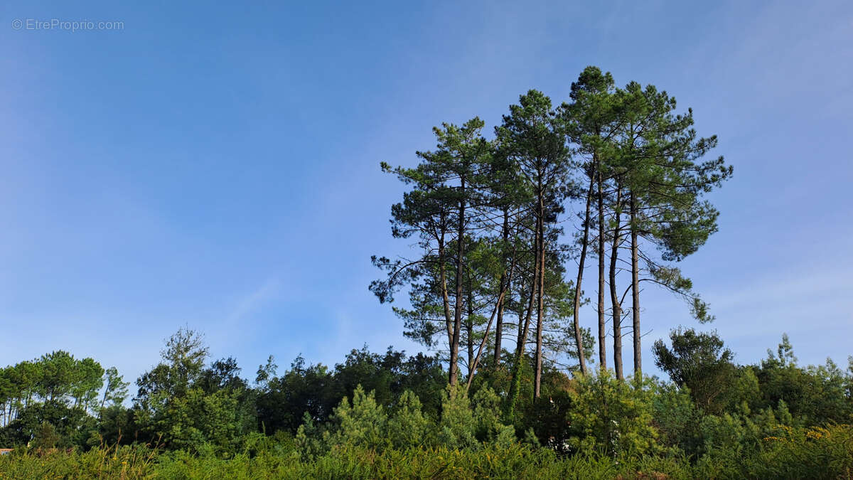 Terrain à MOLIETS-ET-MAA