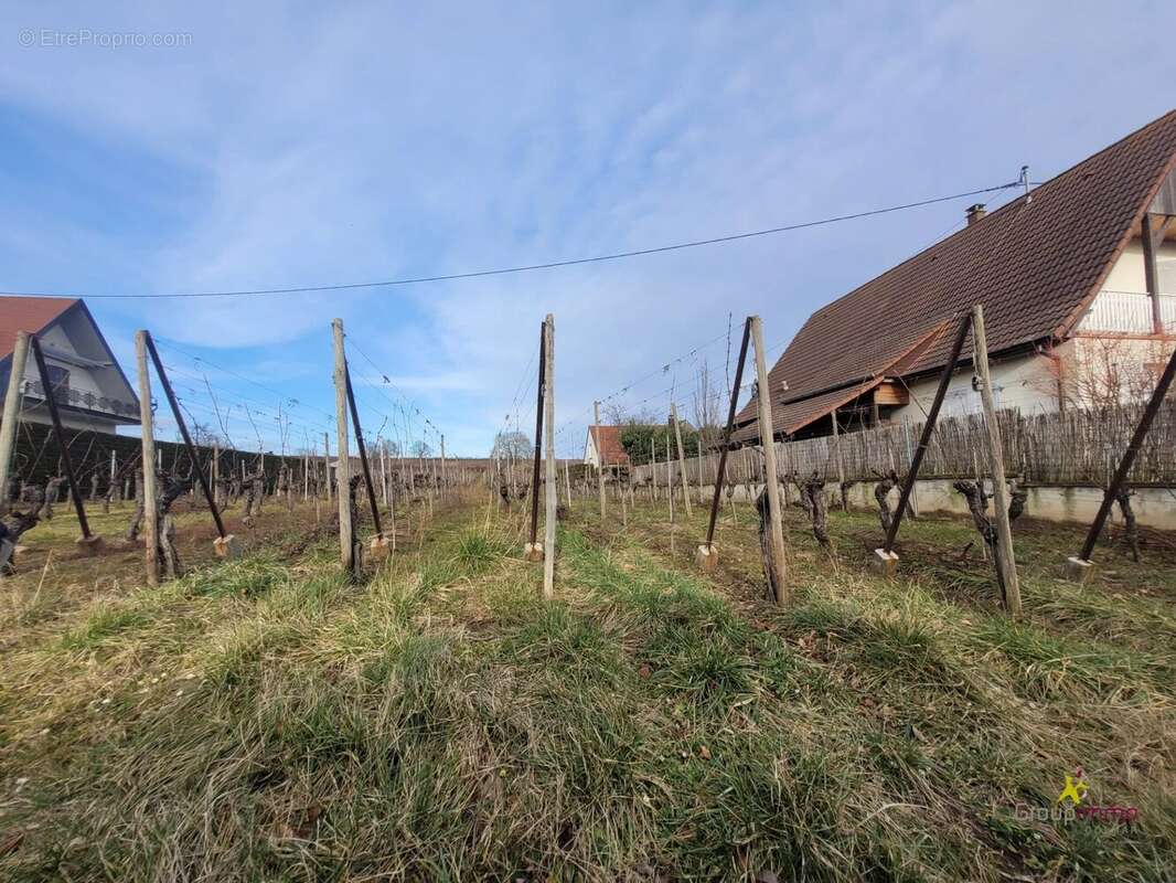 Terrain à OBERMORSCHWIHR