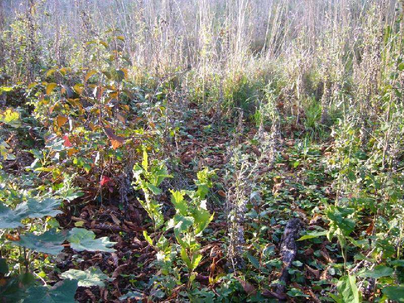 Terrain à CHATEAUNEUF-SUR-SARTHE