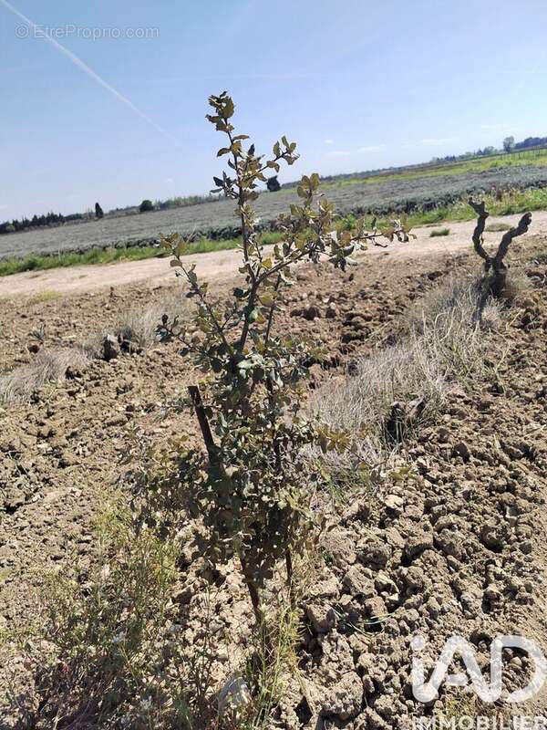 Photo 6 - Terrain à SAINTE-CECILE-LES-VIGNES