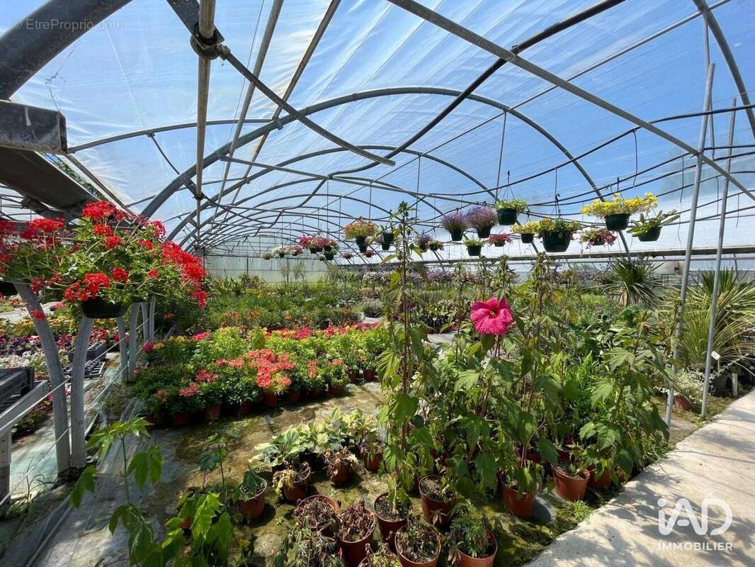 Photo 4 - Commerce à SAINT-DENIS-D&#039;OLERON