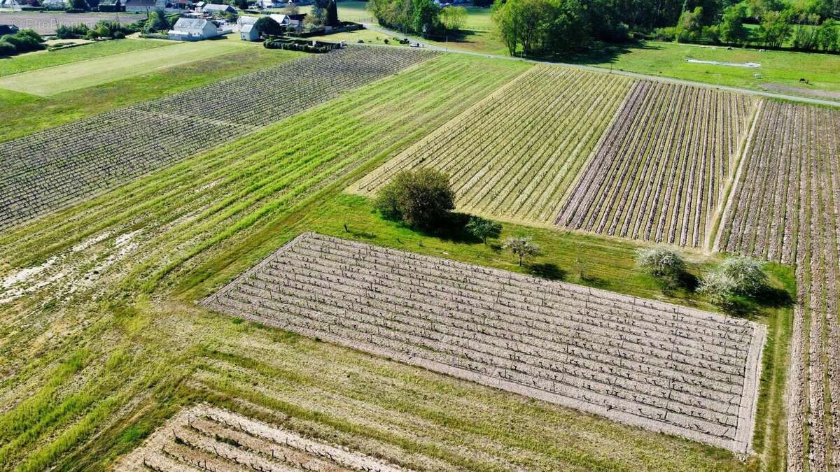Photo 6 - Terrain à SAVIGNY-EN-VERON