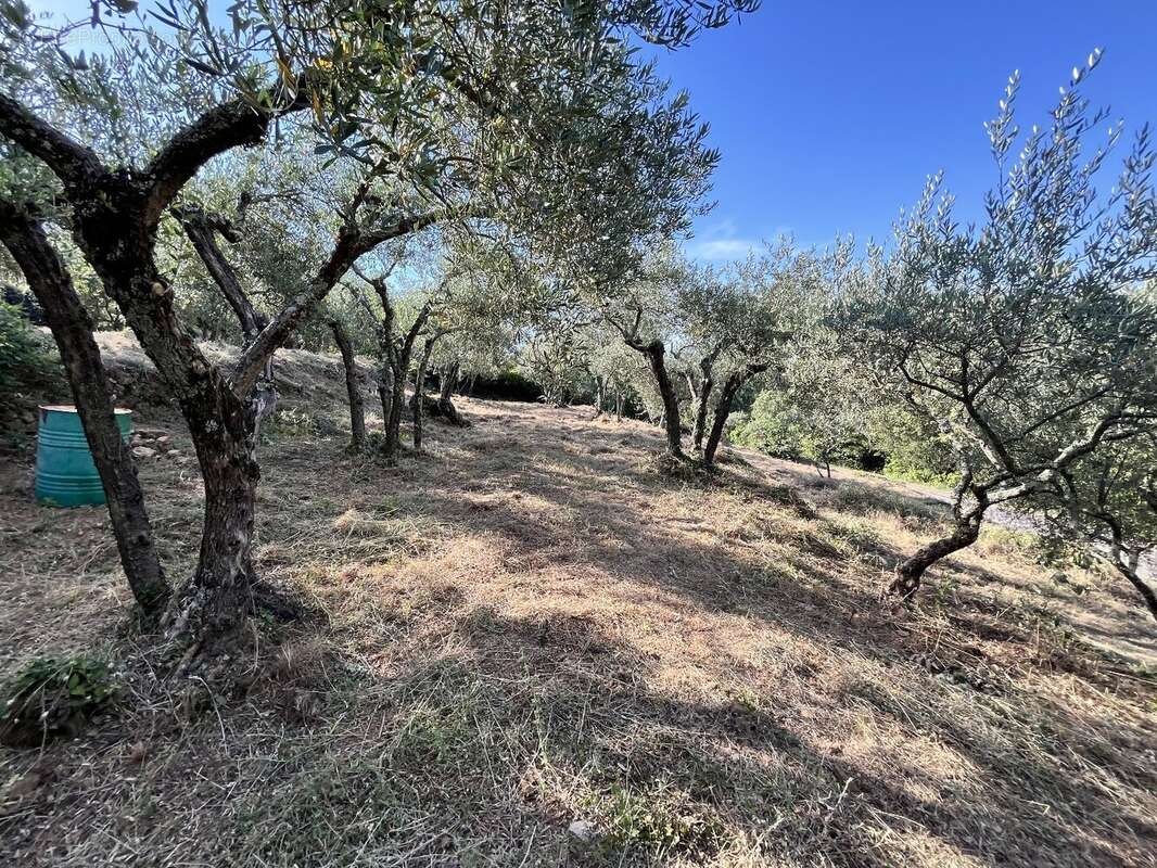 Olivette à Monoblet - photo 2