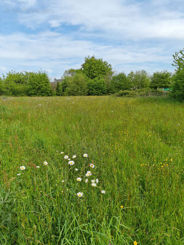 Terrain à MONTENEUF