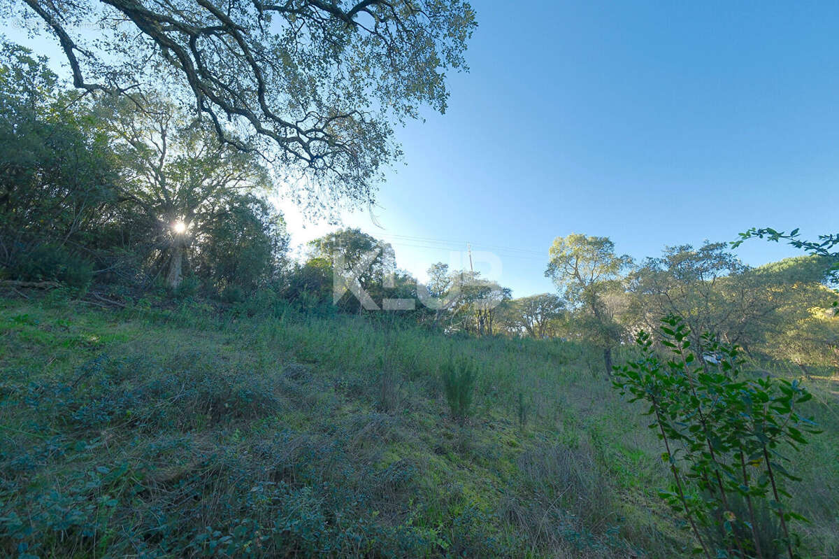Terrain à CUTTOLI-CORTICCHIATO