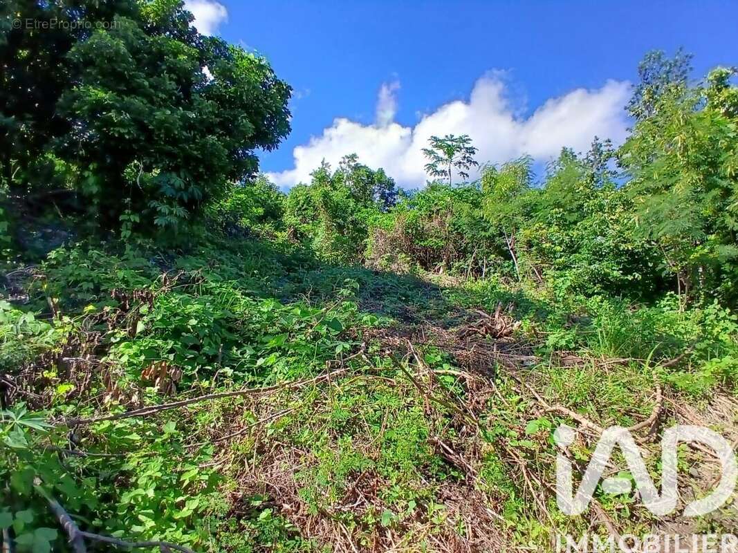 Photo 6 - Terrain à SAINT-PAUL