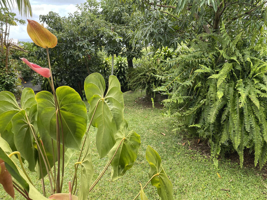 Maison à SAINTE-MARIE