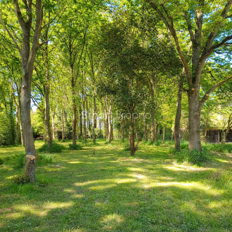 Terrain à SAINT-LYPHARD