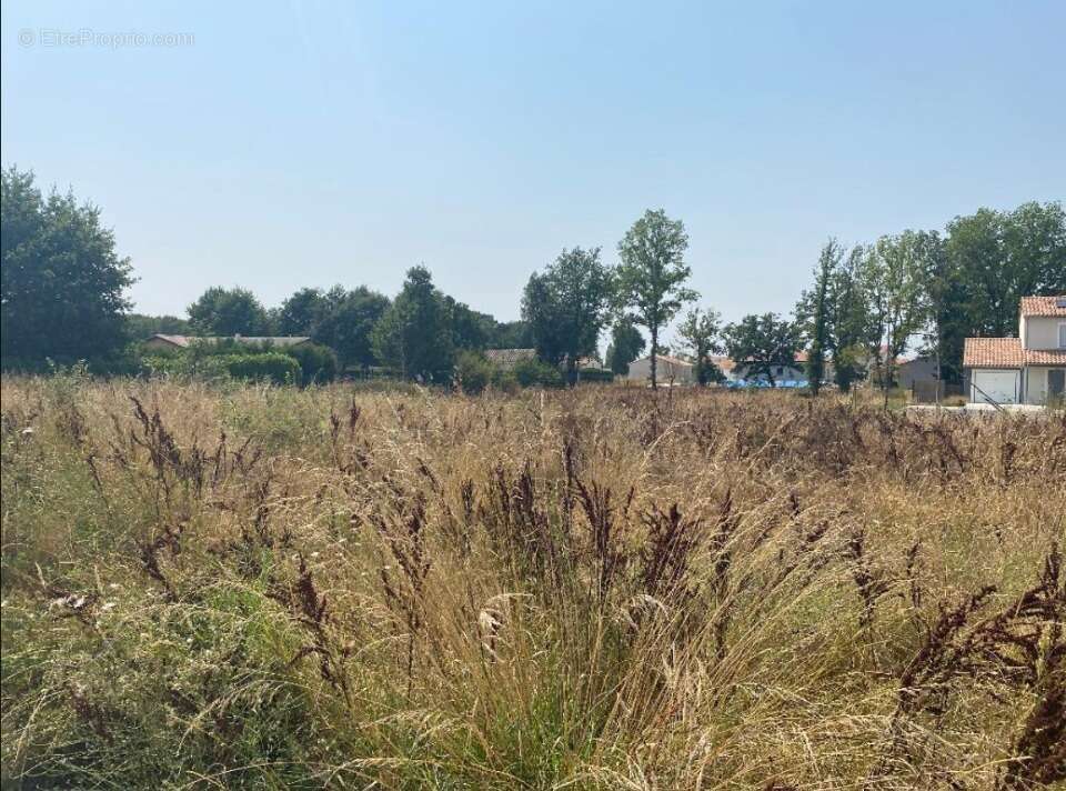 Terrain 760 m² à Negrepelisse  - photo 3