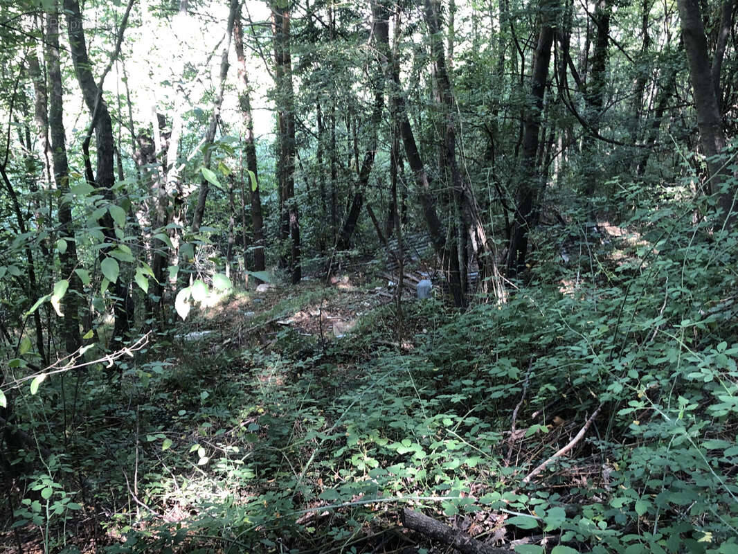 Terrain à BREIL-SUR-ROYA