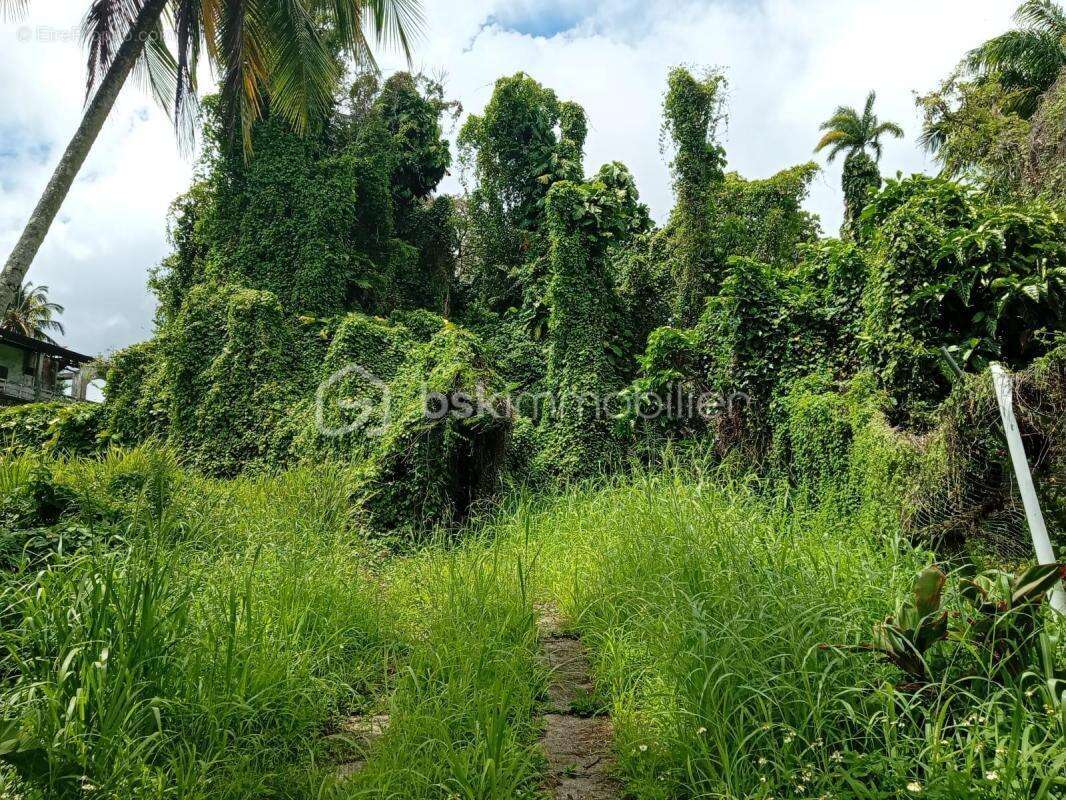 Terrain à BASSE-TERRE